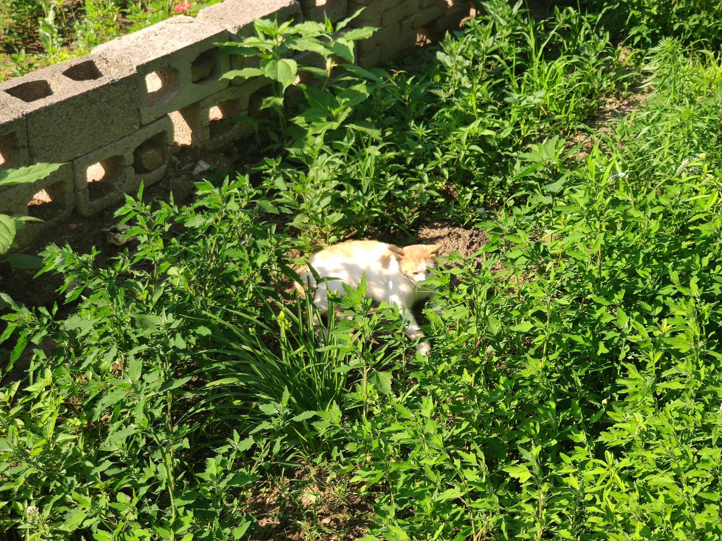 最喜欢的一张二黄照片